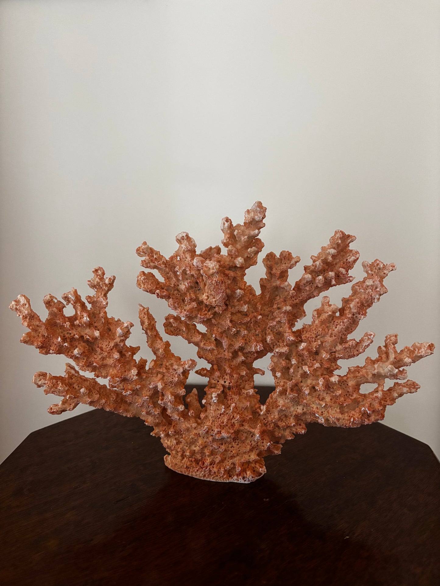 Red Coral Display Piece