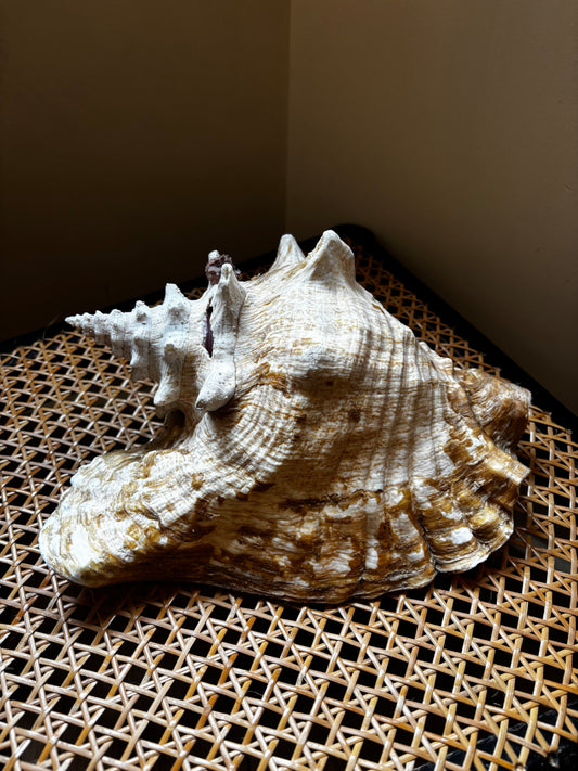 Amazing Conch Shell
